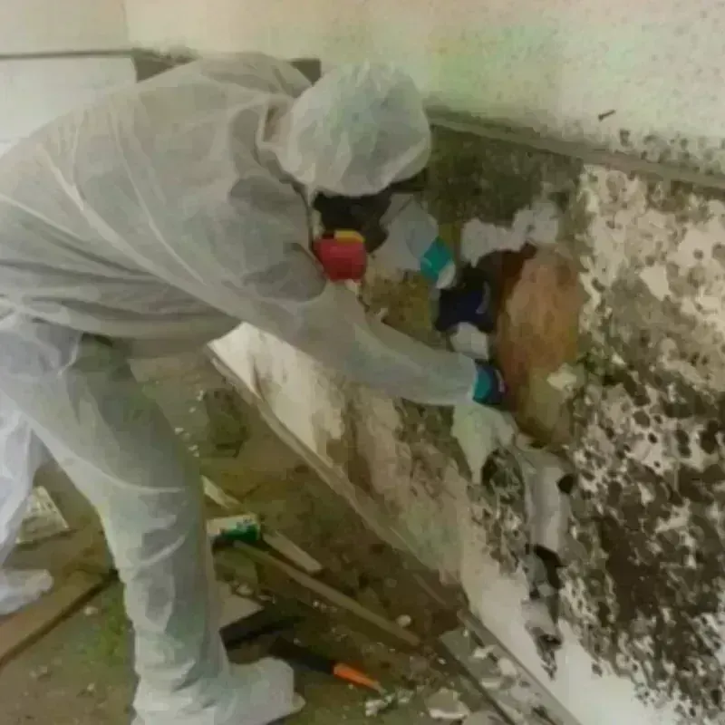 Mold Remediation and Removal in Levelland, TX